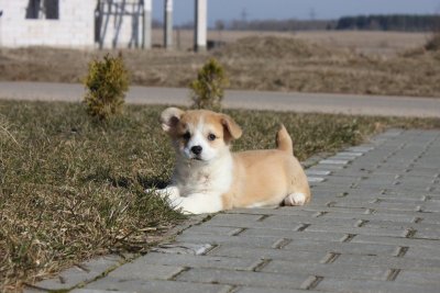 Walesi corgi pembroke (Delivery is available)