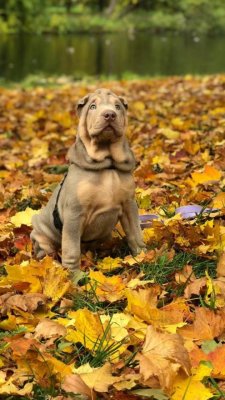 Müüa Shar Pei kutsikas