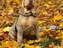 Müüa Shar Pei kutsikas