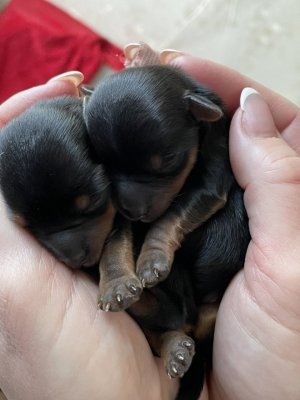 Yorkshire terrier