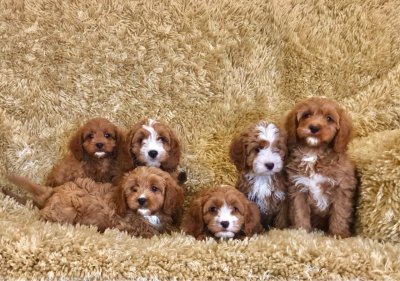 Müüa armsad Cavapoo kutsikad