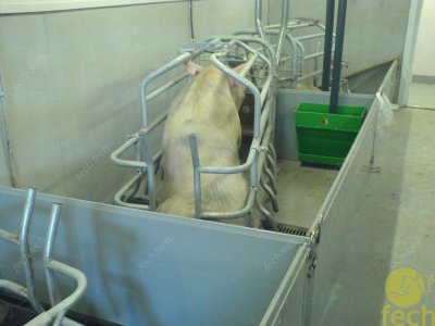 Оборудование для свиноферм и свинокомплексов
