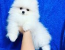 Pomeranian spitz