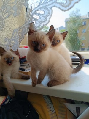 Тайские котята 