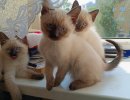 Тайские котята 